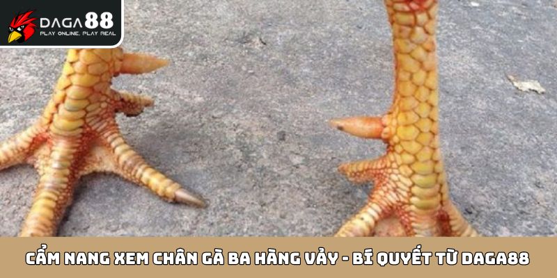 Cách nhận biết chân gà ba hàng vảy